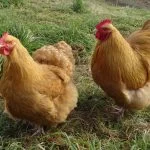 15 Quietest Chicken Breeds (Species Guide) | Know Your Chickens