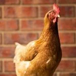 Isa Brown Chicken Care Guide: Temperament And Egg Laying