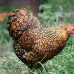Golden Laced Wyandotte: Breed Information And Owner’S Guide