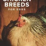 10 Best Chicken Breeds for Laying Eggs