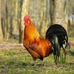 Why Do Roosters Crow? Potential Reasons & How to Minimize It