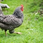 Best Egg Laying Chickens for Texas