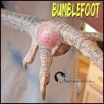 Bumblefoot in Chickens: Causes And Treatment