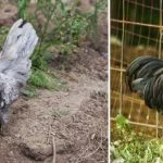 25 Common Backyard Chicken Breeds (Complete Guide)