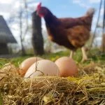 How Do Chickens Make Eggs Egg Laying Explained