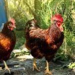 How To Tell A Rooster From A Hen: 5 Easy Differences Explained