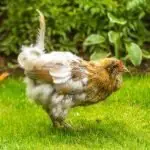 7 Beginner Mistakes When Feeding Chickens