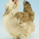 The Complete List Of Chicken Breeds