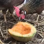 Can Chickens Eat Cantaloupe