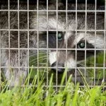 Do Raccoons Eat Chickens? Here’S What You Should Know