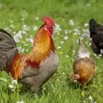 What I Wish I Knew Before Getting Backyard Chickens