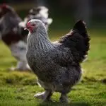 Brahma Chicken: The Definitive Breed Guide