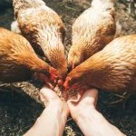 Fermenting Chicken Feed: How To Do It And Why It’S Important