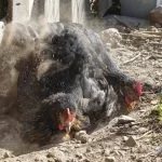 Chicken Dust Baths: Complete How-To Guide | Know Your Chickens