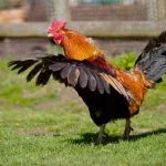 Can Chickens Fly Everything You Want To Know
