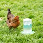 5 Best Chicken Water Cups: Which Is Best For Your Flock