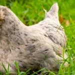 Ameraucana: Chicken Breed Information And Owner’S Guide