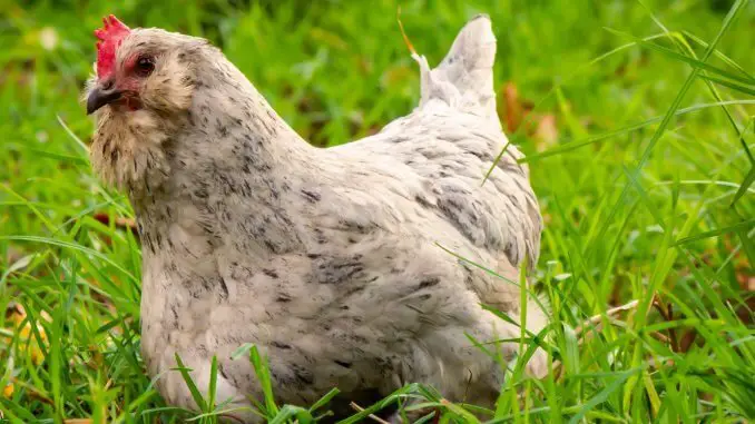 Ameraucana: Chicken Breed Information And Owner’S Guide
