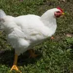 Leghorn Chicken Breed Guide: Care, Feeding, & More
