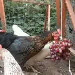 Can Chickens Eat Grapes? Is It Safe?