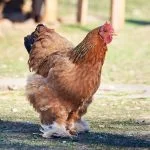 11 Most Expensive Chicken Breeds In The World