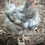 Molting Chickens: When Do Chickens Molt?
