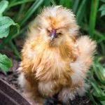 The 15 Cutest Chicken Breeds: Ranked By Most Adorable