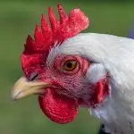 Delaware Chicken Breed Guide: Feeding, Care, & More