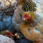 15 Best Meat Chickens (Breed List With Pictures)