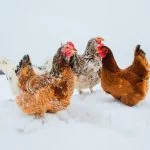 Keeping Chickens Laying During Winter: The Beginner’S Guide