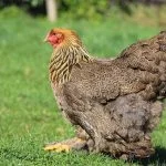 16 Friendliest Chicken Breeds to Keep As Pets