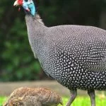 Raising Guinea Fowl: 11 Must Know Tips