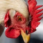 Delaware Chicken All You Need To Know: Temperament And Egg Laying