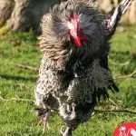 What Is Rooster Aggression And How To Stop It
