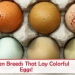 What Color Eggs Can Chickens Lay The Complete Guide