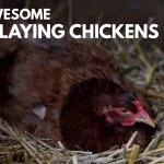 20 Best Egg Laying Chickens (Illustrated Guide)