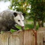 Do Possums Eat Chickens: Attack Signs, Flock Safety And More