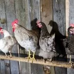The Complete Guide To Chicken Roosts