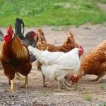 How Do Chickens Mate? Tips for Breeding Hens And Roosters