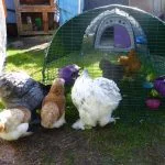 Introducing New Chickens to Your Flock (How-To Guide)