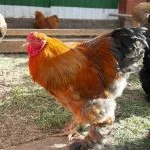 Cochin Chicken Breed Guide: Everything You Need to Know