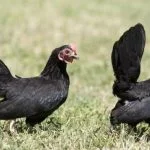 Serama Chicken: 5 Big Reasons To Keep This Tiny Chicken