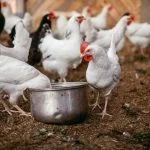 Deep Litter Method for Chicken Coops: The Complete Guide