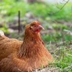 Golden Comet Chicken: Care Guide, Egg Laying And More