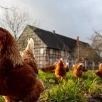 Chicken Bullying: 9 Ways To Stop Chickens Pecking