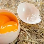 Double Yolk Eggs Explained: Why They Happen And Much More