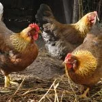 Welsummer Chicken Breed Guide: Care, Feeding, Size, & More