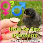 How to Tell a Rooster From a Hen (Male Vs. Female Differences)