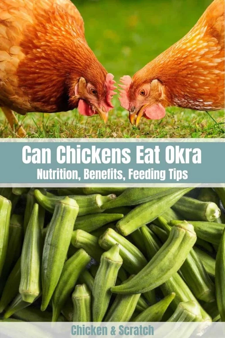 Can Chickens Eat Okra