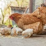 13+ Best Chickens That Lay Lots Of Eggs